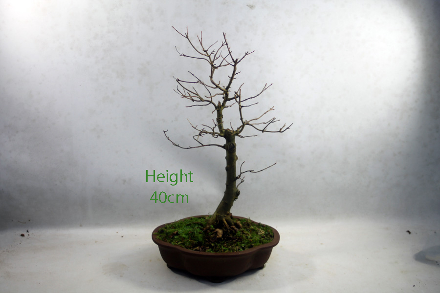 Trident Maple Bonsai Tree Number 250P available to buy online from All Things Bonsai Sheffield Yorkshire with free UK delivery