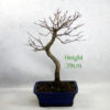 Trident Maple Bonsai Tree Number 58B available to buy online from All Things Bonsai Sheffield Yorkshire with free UK delivery