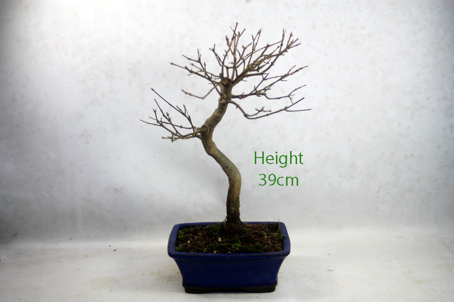 Trident Maple Bonsai Tree Number 58B available to buy online from All Things Bonsai Sheffield Yorkshire with free UK delivery