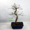 Trident Maple Bonsai Tree Number 291P available to buy online from All Things Bonsai Sheffield Yorkshire with free UK delivery