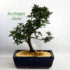 Flowering Azalea Bonsai Trees 25cm Blue Pot available to buy online from All Things Bonsai Sheffield Yorkshire with free UK delivery
