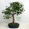 Trident Maple Bonsai Tree Number 67P