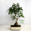 Trident Maple Bonsai Tree Number 113P