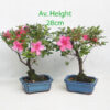 Azalea Flowering Bonsai Tree Broom Style Small available to buy from All Things Bonsai Sheffield Yorkshire with free UK delivery
