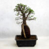 Cork Bark Elm On Rock Bonsai Trees available to buy online from All Things Bonsai Sheffield Yorkshire with free UK delivery