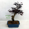 Loropetalum Flowering Bonsai Tree Number 256P available to buy online from All Things Bonsai Sheffield Yorkshire with free UK delivery