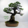 Japanese White Pine Bonsai Tree Number 39Y available to buy online from All Things Bonsai Sheffield Yorkshire UK