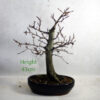 Beech Bonsai Tree Number 62P available to buy online from All Things Bonsai Sheffield Yorkshire with free UK delivery