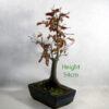 Beech Bonsai Tree Number 57Y available to buy online from All Things Bonsai Sheffield Yorkshire with free UK delivery