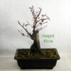 Beech Bonsai Tree Number 61P available to buy online from All Things Bonsai Sheffield Yorkshire with free UK delivery