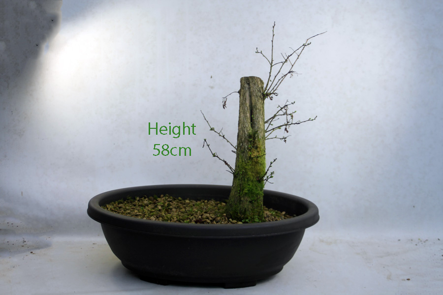 Hawthorn Bonsai Tree Part Trained Number 282P Clearance Tree available to buy online from All Things Bonsai Sheffield Yorkshire UK