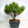 Japanese White Pine Bonsai Tree Number 20Y Clearance Tree available to buy online from All Things Bonsai Sheffield Yorkshire UK