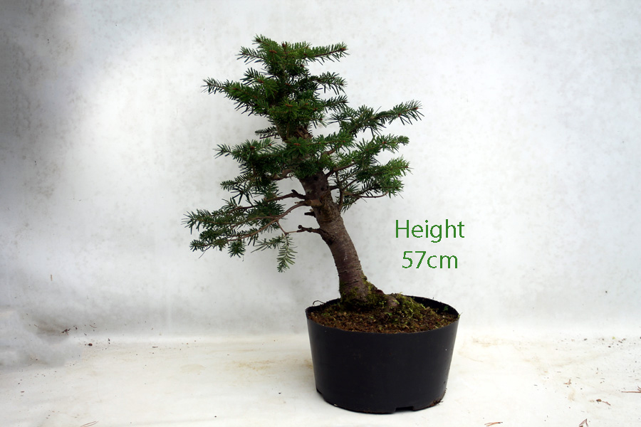 Korean Fir Bonsai Tree Number 57P Clearance Tree available to buy online from All Things Bonsai Sheffield Yorkshire with free UK delivery