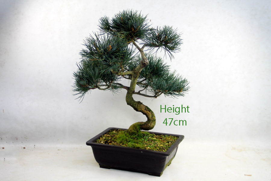 Japanese White Pine Bonsai Tree Part Trained Number 333P available to buy online from All Things Bonsai Sheffield Yorkshire with free UK delivery