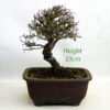 Cork Bark Chinese Elm Bonsai Tree Number 282P available to buy online from All Things Bonsai Sheffield Yorkshire with free UK delivery