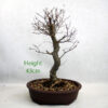 Zelkova Serrata Japanese Elm Bonsai Tree Number 291P available to buy online from All Things Bonsai Sheffield Yorkshire with free UK delivery