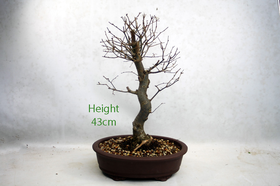 Zelkova Serrata Japanese Elm Bonsai Tree Number 291P available to buy online from All Things Bonsai Sheffield Yorkshire with free UK delivery Zelkova Serrata Japanese Elm Bonsai Tree Number 291P available to buy online from All Things Bonsai Sheffield Yorkshire with free UK delivery