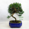 Aleppo Pine Bonsai Tree Number 31P available to buy online from All Things Bonsai Sheffield Yorkshire with free UK delivery