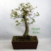 Trident Maple Bonsai Tree Number 303P available to buy online from All Things Bonsai Sheffield Yorkshire with free UK delivery