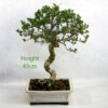 Mediterranean Ash Bonsai Tree number 109P available to buy online from All Things Bonsai Sheffield Yorkshire with free UK delivery