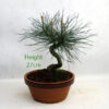 Scots Pine Bonsai Tree Part Trained Number 54P available to buy online from All Things Bonsai Sheffield Yorkshire with free UK delivery