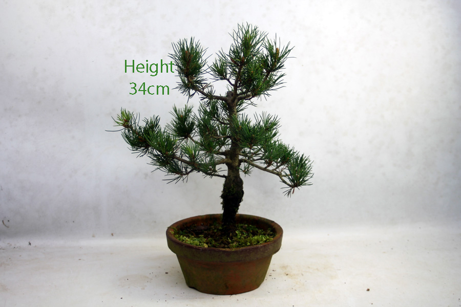 Japanese White Pine Bonsai Tree Part Trained Number 251 available to buy online from All Things Bonsai Sheffield Yorkshire with free UK delivery