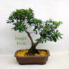 Azalea Flowering Bonsai Tree Number 250P available to buy online from All Things Bonsai Sheffield Yorkshire with free UK delivery