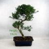 Japanese Holly Ilex Flowering Bonsai Tree Number 62Y available to buy online from All Things Bonsai Sheffield Yorkshire with free UK delivery