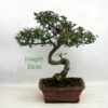 Chinese Elm Bonsai Tree Number 166P available to buy online from All Things Bonsai Sheffield Yorkshire with free UK delivery