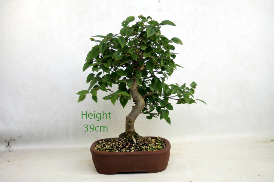 Zelkova Serrata Japanese Elm Bonsai Tree Number 62P Zelkova Serrata Japanese Elm Bonsai Tree Number 62P