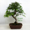 Zelkova Serrata Japanese Elm Bonsai Tree Number 37P