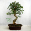Trident Maple Bonsai Tree Number 331P