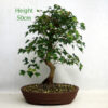 Trident Maple Bonsai Tree Number 123P