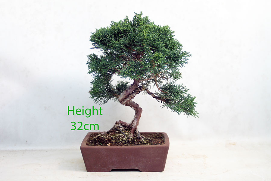 Chinese Juniper Bonsai Tree Number 92Y