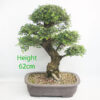 Cork Bark Chinese Elm Bonsai Tree Number 192P