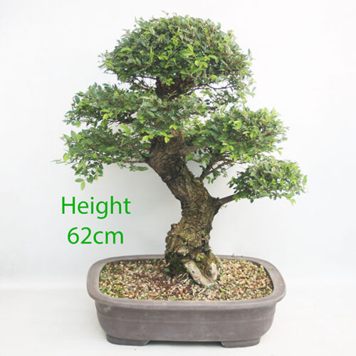 Cork Bark Chinese Elm Bonsai Tree Number 192P