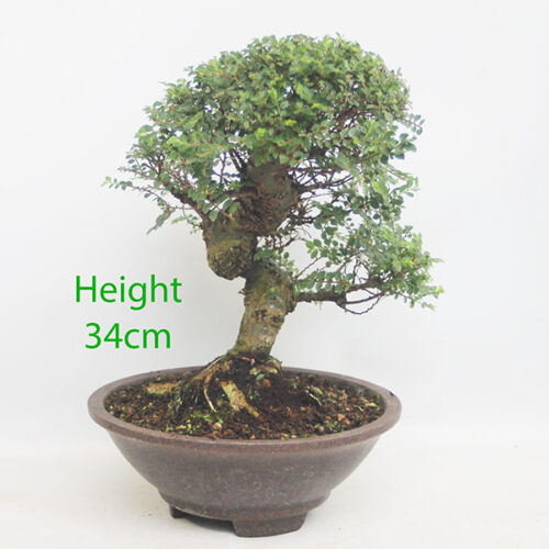 Seiju Elm Bonsai Tree Number 199P