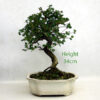 Cotoneaster Flowering Bonsai Tree Number 318P available to buy online from All Things Bonsai Sheffield Yorkshire with free UK delivery
