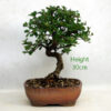Cotoneaster Flowering Bonsai Tree Number 192P available to buy online from All Things Bonsai Sheffield Yorkshire with free UK delivery