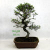 Seiju Elm Bonsai Tree Number 72P