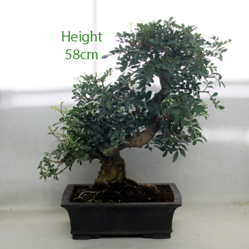 Pistachio Bonsai Tree Number 28P available to buy online from All Things Bonsai Sheffield Yorkshire with free UK delivery