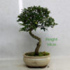 Chinese Elm Bonsai Tree Number 158P available to buy online from All Things Bonsai Sheffield Yorkshire with free UK delivery