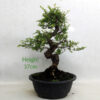 Seiju Elm Bonsai Tree Number 312P available to buy online from All Things Bonsai Sheffield Yorkshire with free UK delivery