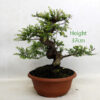 Seiju Elm Bonsai Tree Number 59Y available to buy online from All Things Bonsai Sheffield Yorkshire with free UK delivery
