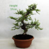 Seiju Elm Bonsai Tree Number 85 available to buy online from All Things Bonsai Sheffield Yorkshire with free UK delivery