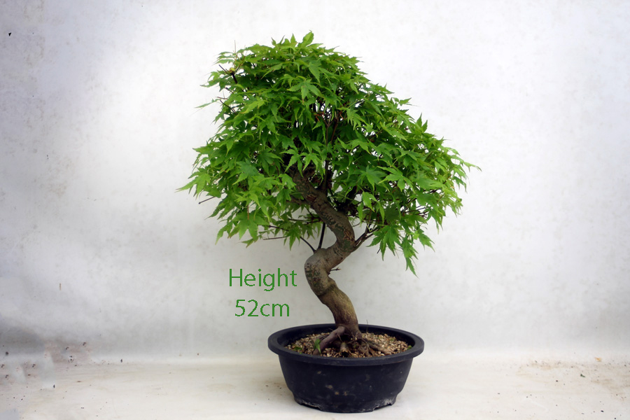 Acer Palmatum Japanese Maple Bonsai Tree Number 2Y available to buy online from All Things Bonsai Sheffield Yorkshire with free UK delivery