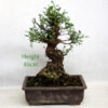 Cork Bark Chinese Elm Bonsai Tree Number 323P available to buy online from All Things Bonsai Sheffield Yorkshire with free UK delivery