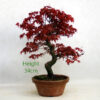 Acer Palmatum Deshojo Japanese Maple Bonsai Tree Number 12P available to buy online from All Things Bonsai Sheffield Yorkshire with free UK delivery