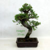 Seiju Elm Bonsai Tree Number 315P available to buy online from All Things Bonsai Sheffield Yorkshire with free UK delivery
