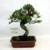 Seiju Elm Bonsai Tree Number 300P available to buy online from All Things Bonsai Sheffield Yorkshire with free UK delivery